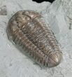 Large Flexicalymene Trilobite From Ohio - #8326-2